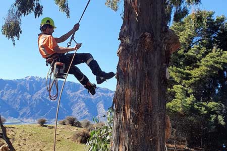 Arborist working on a tree with landscape in the background.