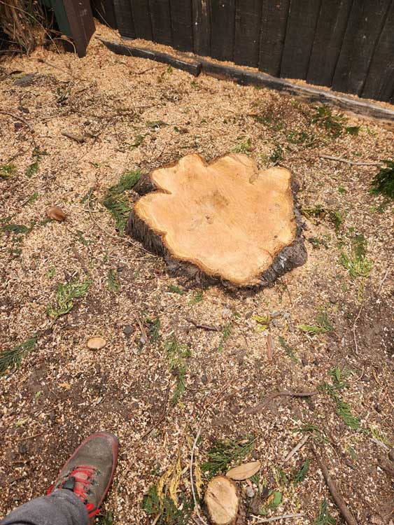 Ground tree stump